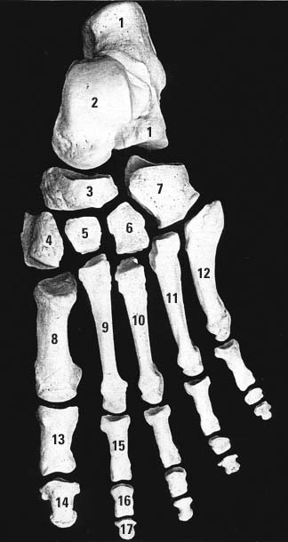 bones of foot. ones in each foot,